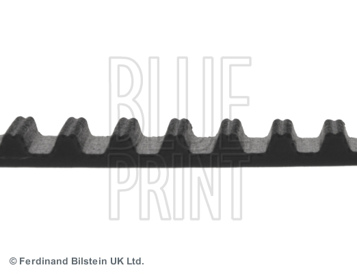 CINGHIA DISTRIBUZIONE